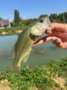Largemouth Bass