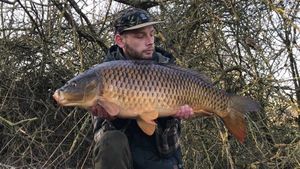 Common Carp