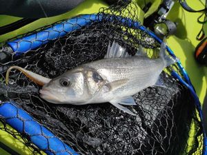European Bass (Seabass)