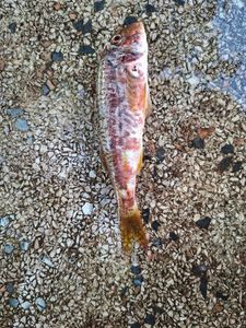 Red Mullet