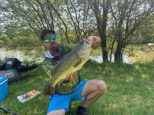 Largemouth Bass