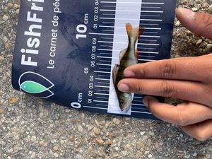 European Perch