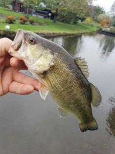 Largemouth Bass