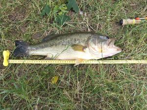 Largemouth Bass