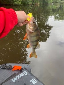 European Perch