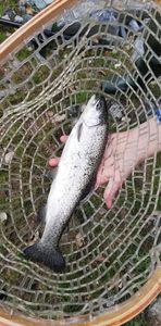 Rainbow Trout
