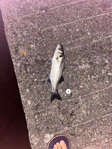 European Bass (Seabass)
