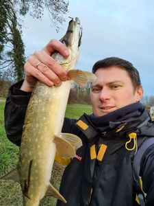 Chain Pickerel
