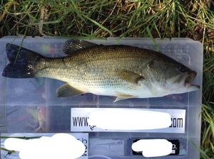 Largemouth Bass