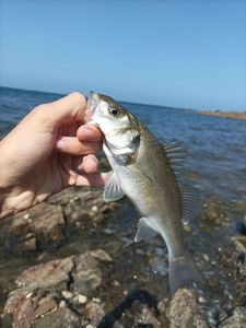 European Bass (Seabass)