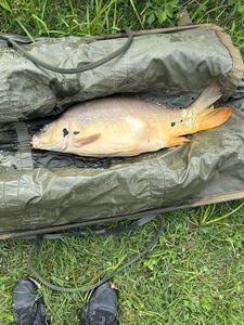 Mirror Carp