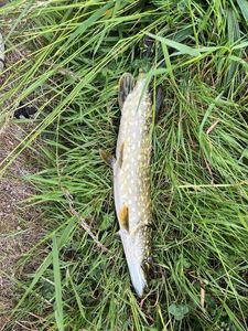 Northern Pike