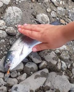 Rainbow Trout