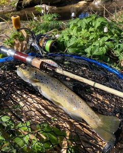 Brown Trout