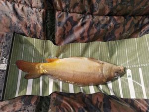 Mirror Carp