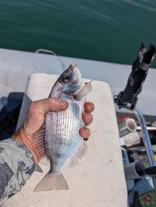 Black Seabream