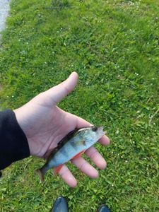 European Perch