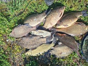 Crucian Carp