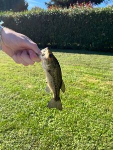 Largemouth Bass