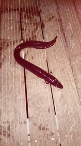 Conger