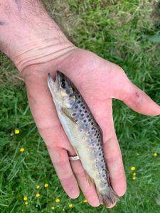 Brown Trout