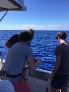 Yellowfin Tuna