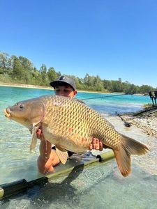 Common Carp