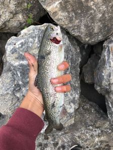 Rainbow Trout