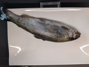 Rainbow Trout