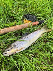 Brown Trout