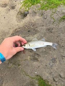 Japanese Seabass (Suzuki)