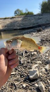Largemouth Bass