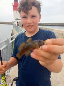 Giant Goby