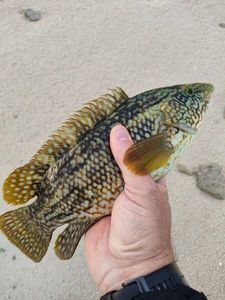 Ballan Wrasse