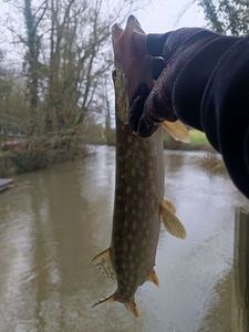 Northern Pike