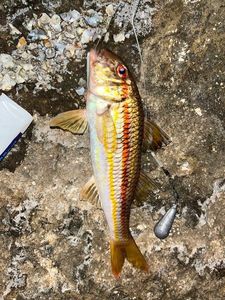 Red Mullet