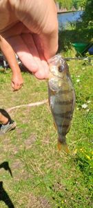 European Perch