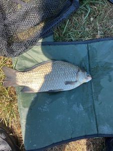 Blue Bream