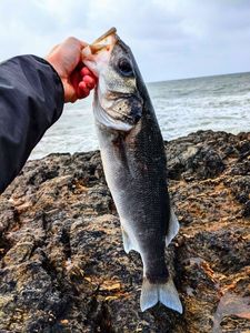 European Bass (Seabass)