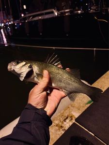 European Bass (Seabass)