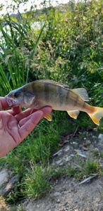 European Perch