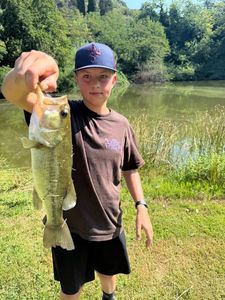 Largemouth Bass