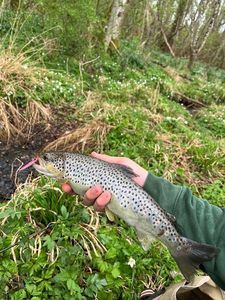 Brown Trout
