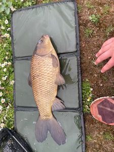 Common Carp