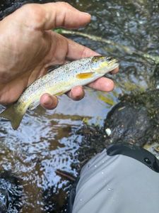 Brown Trout
