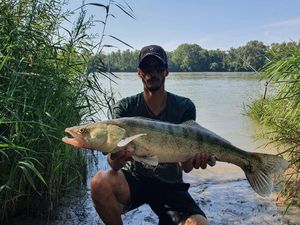 Zander