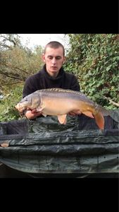 Common Carp