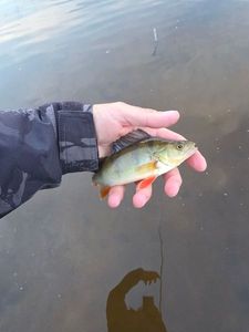 European Perch