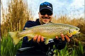 Brown Trout