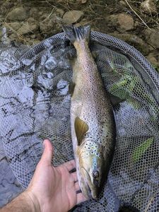Brown Trout